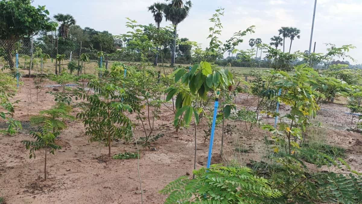 TDSO Young trees planted in a community farm for environmental education and conservation.