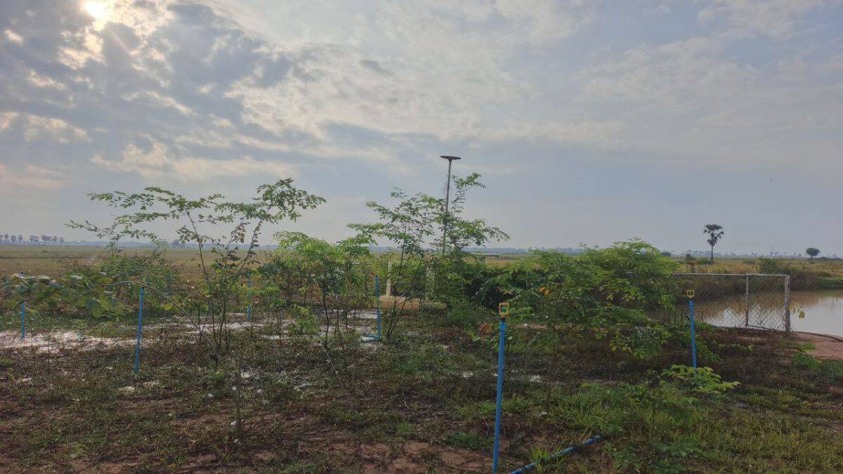 TDSO Young trees planted in an open field with a cloudy sky, supporting environmental education.