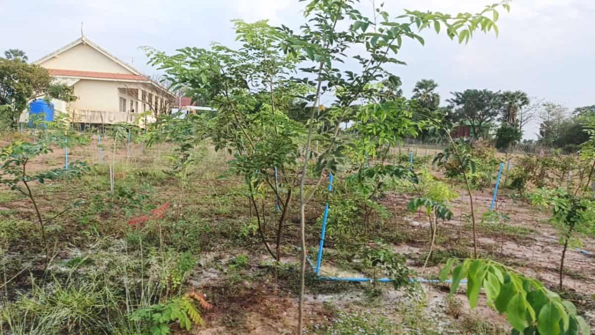 TDSO Tree planting for sustainable development and environmental support.